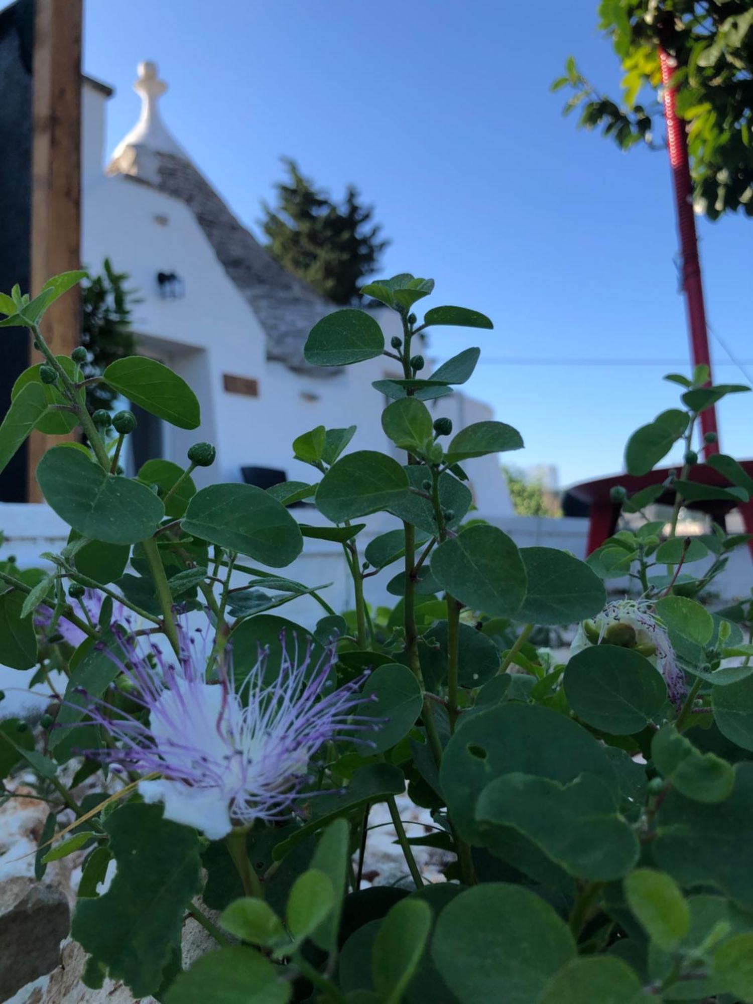 Trullo Trilli Puglia Villa Martina Franca Exteriör bild