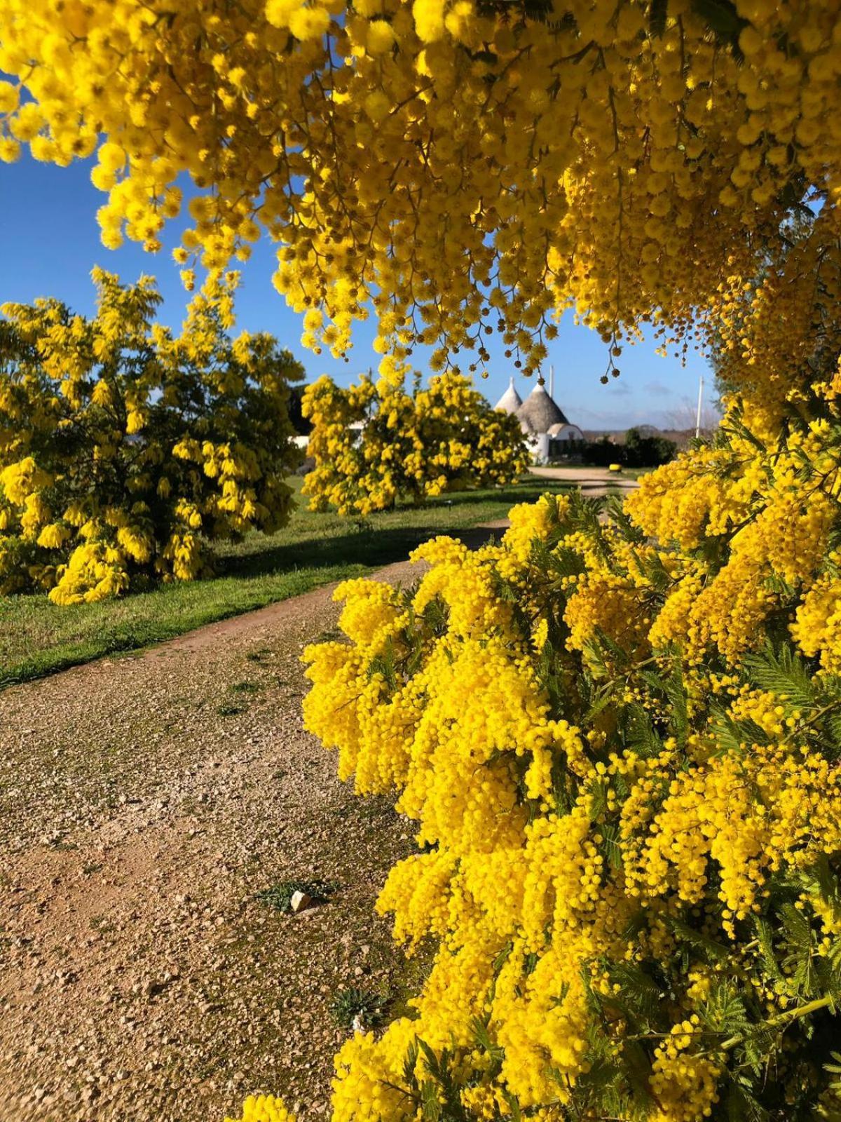 Trullo Trilli Puglia Villa Martina Franca Exteriör bild